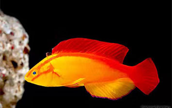 魚門望族水族館的魚好的沒話說又稀有！