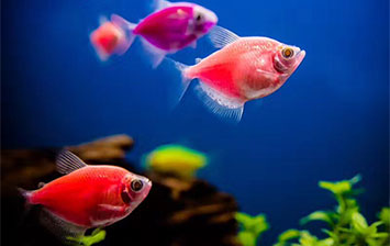 魚門望族水族館 品質保證！