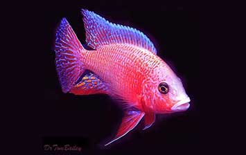 漁門望族水族館 extra fancy peacock，顏色超艷