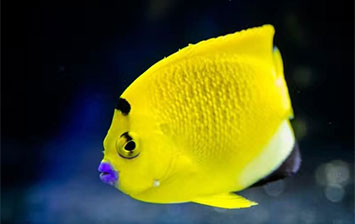 漁門望族水族館：鮮豔稀有的海水神仙魚