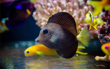 漁門望族水族館：專精各個品種的粉藍倒吊到稀有的珍珠