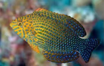 漁門望族水族館最專業的團隊教導您如何挑選正確的魚類養殖