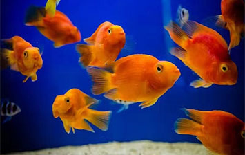 漁門望族水族館是海水養殖專家