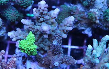 硬骨珊瑚養殖 找漁門望族水族館就對了