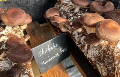 【信仰】一颗闪光的事业心｜光環密宗